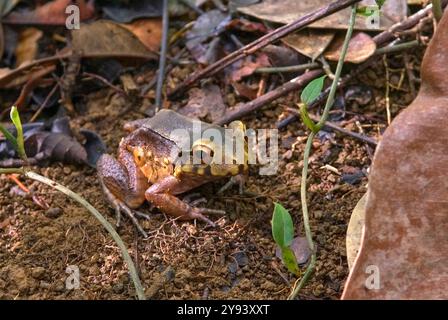 Frosch im Wald, Französisch-Guayana, Überseedepartement und Region Frankreichs, Französisch-Guayana, Südamerika Stockfoto