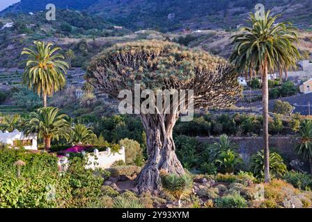 Der alte Drachenbaum (Dracaena draco) am Icod de Los Vinos, Teneriffa, Kanarischen Inseln, Spanien, Atlantik, Europa Stockfoto