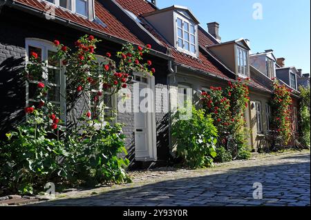 Mollestien Lane, malerische Kopfsteinpflasterstraße im Zentrum von Aarhus, Jütland Halbinsel, Dänemark, Europa Stockfoto