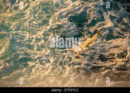 Blick auf Möwen von der Fähre bei Sonnenuntergang, Kavala, Dimos Kavalas, Ostmakedonien und Thrakien, Golf von Thasos, Golf von Kavala, Griechenland, Europa Stockfoto