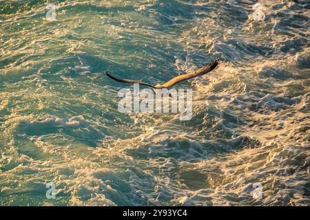 Blick auf Möwen von der Fähre bei Sonnenuntergang, Kavala, Dimos Kavalas, Ostmakedonien und Thrakien, Golf von Thasos, Golf von Kavala, Griechenland, Europa Stockfoto