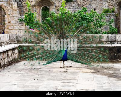 Pfau im Benediktinerkloster, Lokrum, Kroatien, Europa Stockfoto