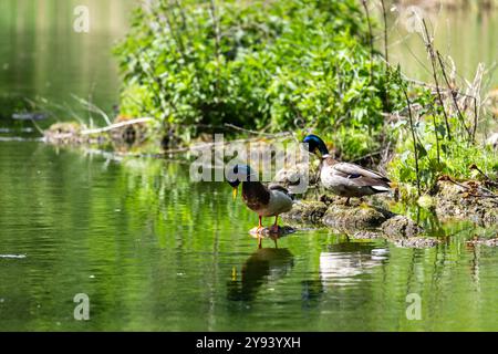 Enten schlafen, putzen ihre Federn, essen Algen. Enten spiegeln sich wunderbar im Wasser. Eine Familie von Enten, Gänsen schwimmt in einem Wasserkanal, Fluss, See Stockfoto