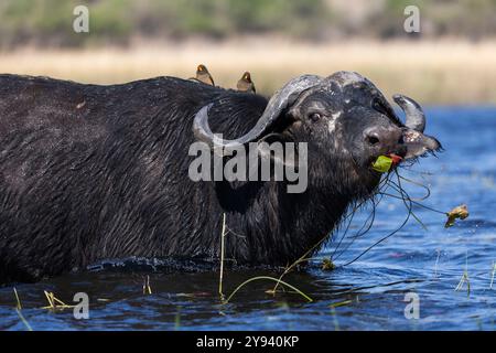 Cape Buffalo (Syncerus Caffer) im Chobe River, Chobe National Park, Botswana, Afrika Stockfoto