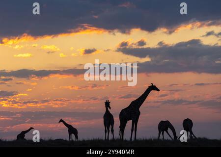 Giraffen (Giraffa camelopardalis) bei Sonnenuntergang, Chobe Nationalpark, Botswana, Afrika Stockfoto