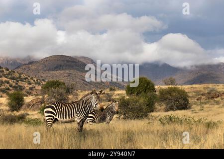 Cape Mountain Zebra (Equus Zebra), Mountain Zebra National Park, Eastern Cape, Südafrika, Afrika Stockfoto