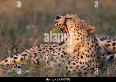 Gepard (Acinonyx jubatus) Gähnen, Zimanga privates Wildreservat, KwaZulu-Natal, Südafrika, Afrika Stockfoto