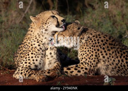 Gepard (Acinonyx jubatus) Allogrooming, Zimanga privates Wildreservat, KwaZulu-Natal, Südafrika, Afrika Stockfoto