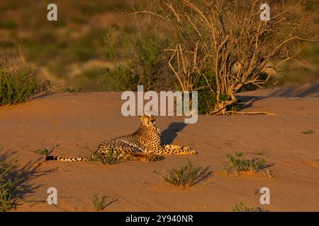 Gepard (Acinonyx Jubatus), Kgalagadi Transfrontier Park, Northern Cape, Südafrika, Afrika Stockfoto