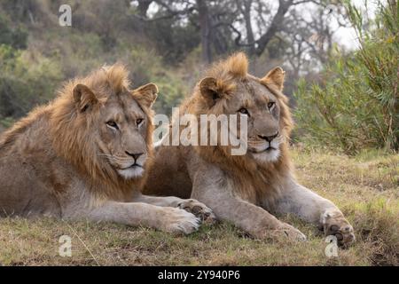 Löwe (Panthera leo) Brüder, Zimanga Private Game Reserve, KwaZulu-Natal, Südafrika, Afrika Stockfoto