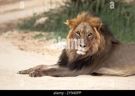 Löwe (Panthera Leo), Kgalagadi Transfrontier Park, Northern Cape, Südafrika, Afrika Stockfoto