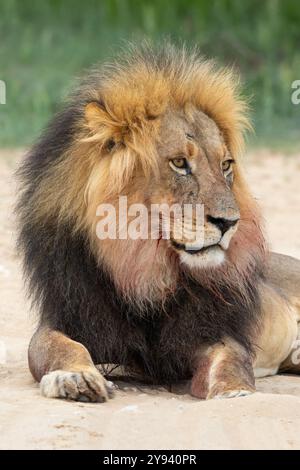 Löwe (Panthera Leo), Kgalagadi Transfrontier Park, Northern Cape, Südafrika, Afrika Stockfoto