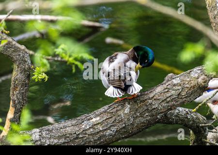 Enten schlafen, putzen ihre Federn, essen Algen. Enten spiegeln sich wunderbar im Wasser. Eine Familie von Enten, Gänsen schwimmt in einem Wasserkanal, Fluss, See Stockfoto