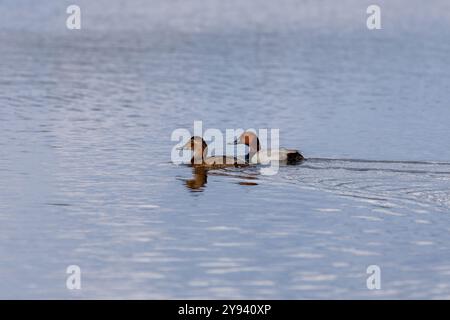 Enten schlafen, putzen ihre Federn, essen Algen. Enten spiegeln sich wunderbar im Wasser. Eine Familie von Enten, Gänsen schwimmt in einem Wasserkanal, Fluss, See Stockfoto