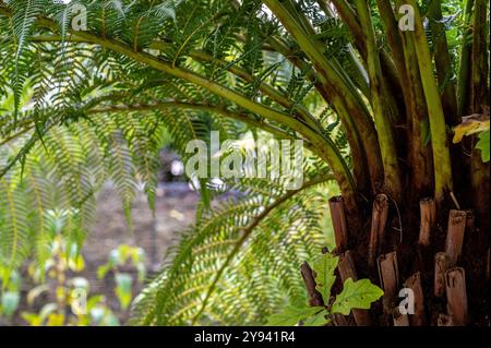 Dicksonia antarctica, Dicksoniaceae, Balantium antarcticum, Weichbaumfarn, australischer Baumfarn, tasmanischer Baumfarn, Wollbaumfarn. Nahaufnahme Stockfoto