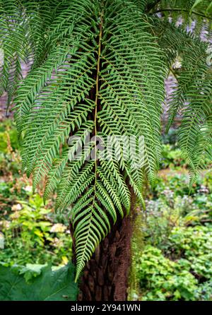 Dicksonia antarctica, Dicksoniaceae, Balantium antarcticum, Weichbaumfarn, australischer Baumfarn, tasmanischer Baumfarn, Wollbaumfarn. Nahaufnahme Stockfoto