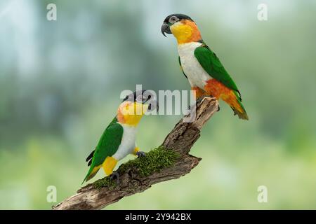 Unterhalb des palliden Caique, Pionites melanocephalus pallidus mit gelben Beinen, oben schwarzköpfiger Caique, Pionites melanocephalus melanocephalus Stockfoto