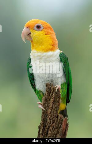 Grünbeinpapagei oder Weißbauchpapagei Pionites leucogaster Stockfoto
