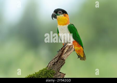 Schwarzkopfpapagei, Pionites melanocephalus melanocephalus Stockfoto