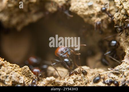 Makroaufnahme, die das geschäftige Treiben einer Ameisenkolonie mit verschiedenen Ameisen einfängt und das Verhalten von Insekten und Teamwork in ihrer natürlichen Umgebung veranschaulicht. Stockfoto