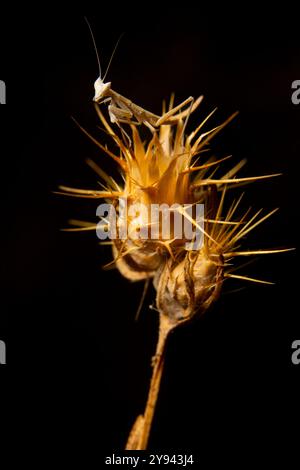 Ein detailliertes Makrofoto, das eine iberische Gebetsmantis einfängt, die fachmännisch auf einer Stacheldistel balanciert, vor einem dunklen, unübersichtlichen Hintergrund, der so hoch ist Stockfoto