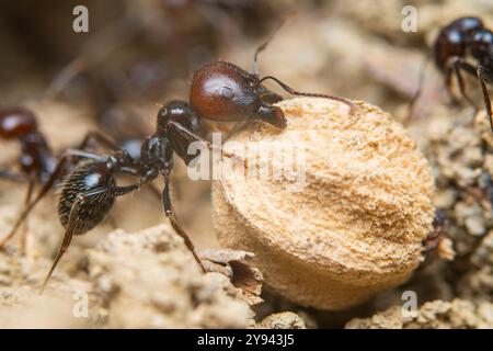 Makroaufnahme, die die detaillierte Teamarbeit von Ameisen erfasst, während sie einen Samen auf dem Boden bewegen. Stockfoto