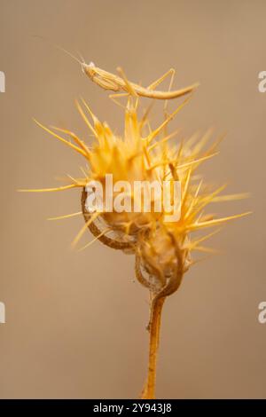 Makroaufnahme, die die komplizierten Details einer Mantis auf einer Distel im vielfältigen Ökosystem der Iberischen Halbinsel erfasst. Stockfoto