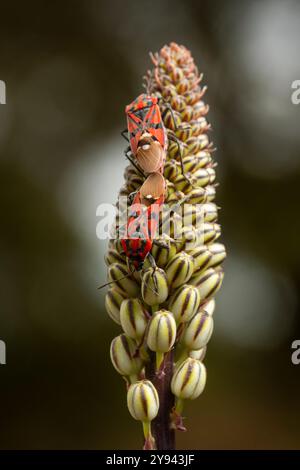 Nahaufnahme eines leuchtenden roten und schwarzen Insekts, das zart auf einer blühenden Pflanze thront und die komplizierten Details der iberischen Flora und f zeigt Stockfoto