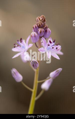 Ein Nahaufnahme-Bild, das das komplizierte Detail einer lila iberischen Wildblume zeigt und die natürliche Schönheit der regionalen Flora zeigt. Stockfoto