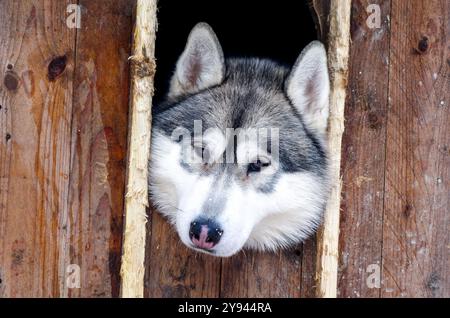 Ein ruhiger sibirischer Husky blickt aus einem rustikalen Holzunterstand in Rovaniemi, Finnland, hervor und zeigt seinen durchdringenden Blick und seinen Plüschpelz. Stockfoto