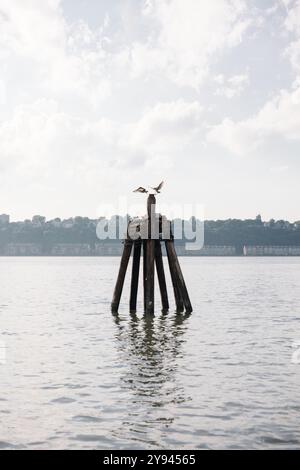 Möwen ruhen auf verrotteten Holzpfosten, die aus dem Hudson River auftauchen, mit dem Stadtbild von New York City im Hintergrund. Das ruhige Wasser reflektiert Stockfoto