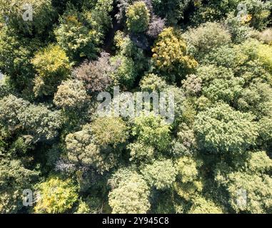 Von oben nach unten auf Bäume in einem Wald im Sommer in England Stockfoto