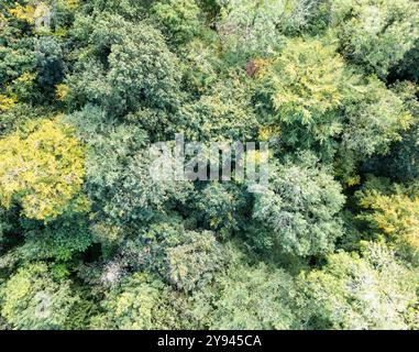 Blick von oben nach unten auf Laubbäume in einem Wald in England Stockfoto