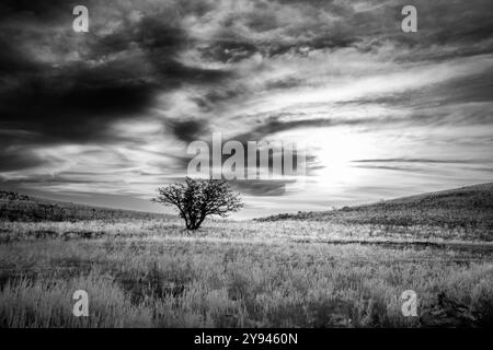 Schwarzweiß-Landschaftsfoto eines einzelnen Baumes, der einsam inmitten eines Feldes steht. Dramatische Wolken am Himmel. Damaraland, Namibia, Afrika Stockfoto