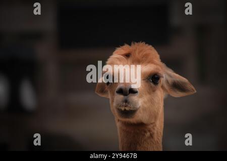 Entzückendes und süßes Alpaka mit Unterbiss Stockfoto