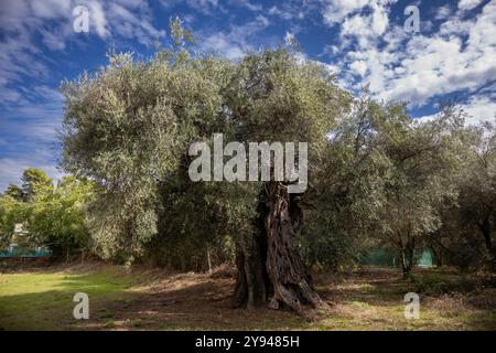 Großer alter Olivenbaum mit strukturiertem Stamm und grünen Blättern im Spätsommer. Blauer Himmel mit weißen Wolken. Acharavi, Korfu, Griechenland. Stockfoto