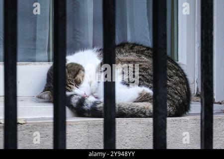 London, Großbritannien. Oktober 2024. Larry the Cat schlummert durch den Regen und Politiker kommen und gehen. Die Minister nehmen an der ersten Kabinettssitzung nach der Parteikonferenz in der Downing Street, London, Teil. Quelle: Imageplotter/Alamy Live News Stockfoto