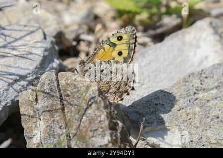 Äschen Schmetterling - Hipparchia semele Stockfoto