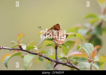 Herzog von Burgund Schmetterling Paarungspaar - Hamearis lucina Stockfoto