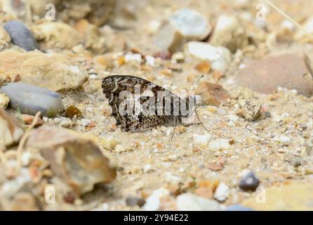 Äschen Schmetterling - Hipparchia semele Stockfoto