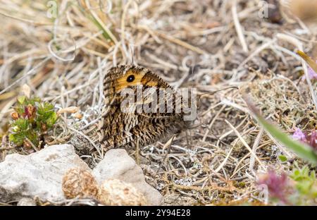 Äschen Schmetterling - Hipparchia semele Stockfoto