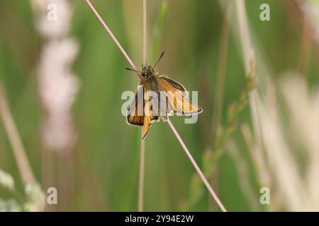 Essex Skipper weiblich - Thymelicus lineola Stockfoto