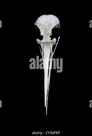 The Broken Skull of A Little Egret Bird, Egretta garzetta isoliert vor schwarzem Hintergrund, UK Stockfoto