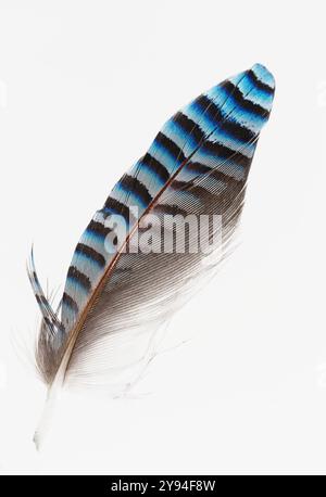 Eine einzelne blau gestreifte Flügelfeder Eines eurasischen Eichelhäufers, Garrulus glandarius, isoliert vor weißem Hintergrund, UK Stockfoto