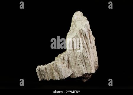 Detail Eines seltenen Fossils aus versteinertem Holz des Baumes Proto-cupressinoxylon purbeckensis, isoliert auf schwarzem Hintergrund aus Einem Steinbruch in Portland, D. Stockfoto