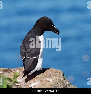 Ein Razorbill, ALCA Torda, mit seitlich gedrehtem Kopf auf Einem Cliff Edge, Skomer Island, Großbritannien Stockfoto