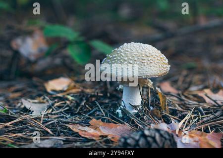Amanita Pantherina, auch bekannt als Panther Cap, False Blusher und Panther Amanita: Heilung und Heilpilz im Wald. Kann für Mikrodosierung, spirituelle Praktiken und schamanische Rituale verwendet werden Stockfoto