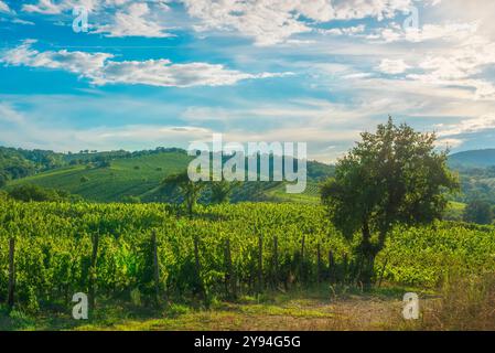 Landschaft der Weinberge Morellino di Scansano im Herbst. Maremma, Provinz Grosseto, Toskana, Italien Stockfoto