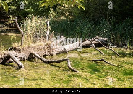 Alte gefallene trockene Bäume auf kleinen Seegewässern in der Waldnähe an sonnigen Sommertagen Stockfoto
