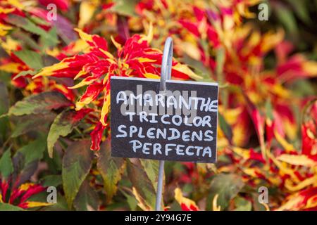 Nahaufnahme des Pflanzenetiketts für Amaranthus Tricolor Splendens Perfecta, alias Joseph's Coat, in den Gärten des Château de Chenonceau, Indre-et-Loire Stockfoto